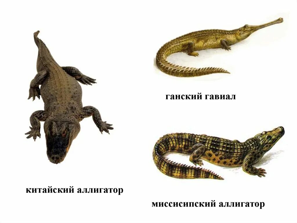 Крокодилы прямое развитие