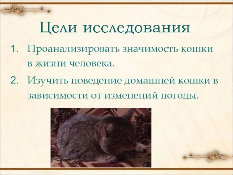 Кошки и их значение. Значение кошек в жизни человека. значимость кошки для человека. значение для человека кошка домашнего. зависимость людей от кошек.