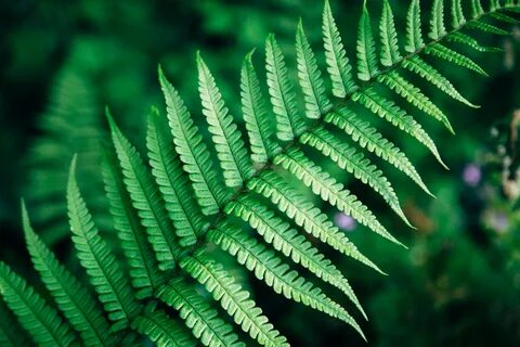 Fern