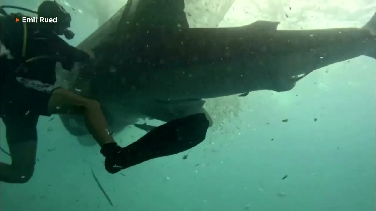 Лимонная акула и человек. Может ли акула утонуть, если перестанет двигаться. Акула спасатель. Дельфины в австралии спасает. Акула спасатель.