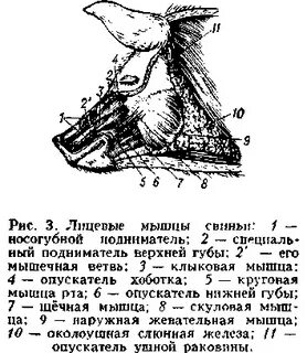 Артерии свиньи