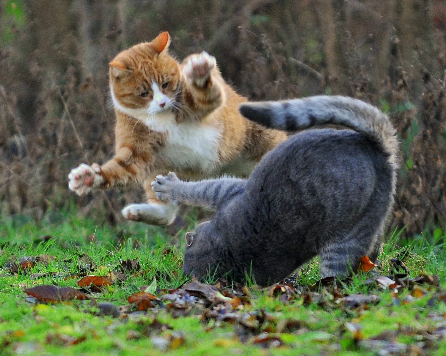 Кот дерется с другими котами. Коты дерутся. котята дерутся. драка кошек. два кота дерутся.