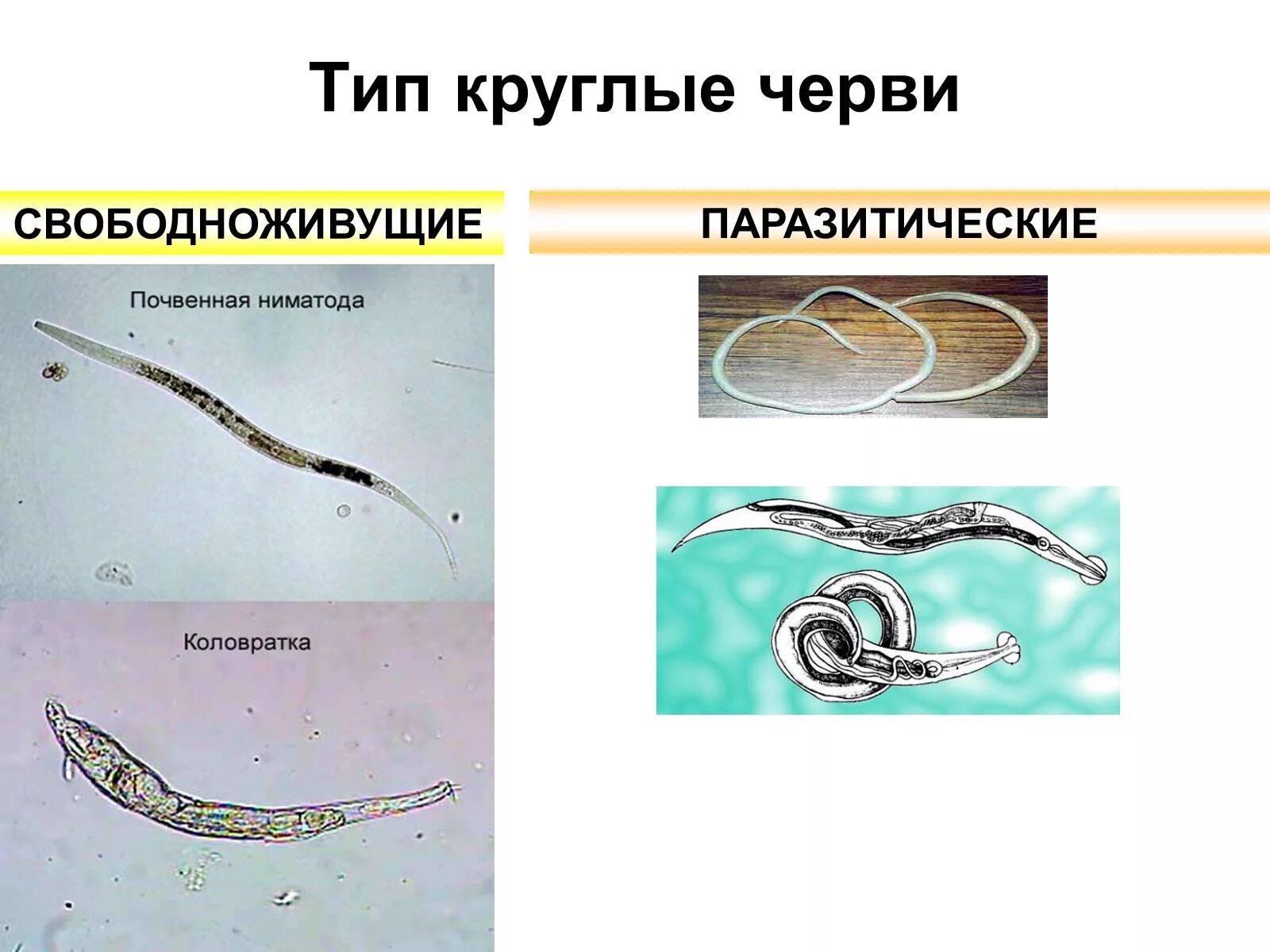 Перечислите круглых червей