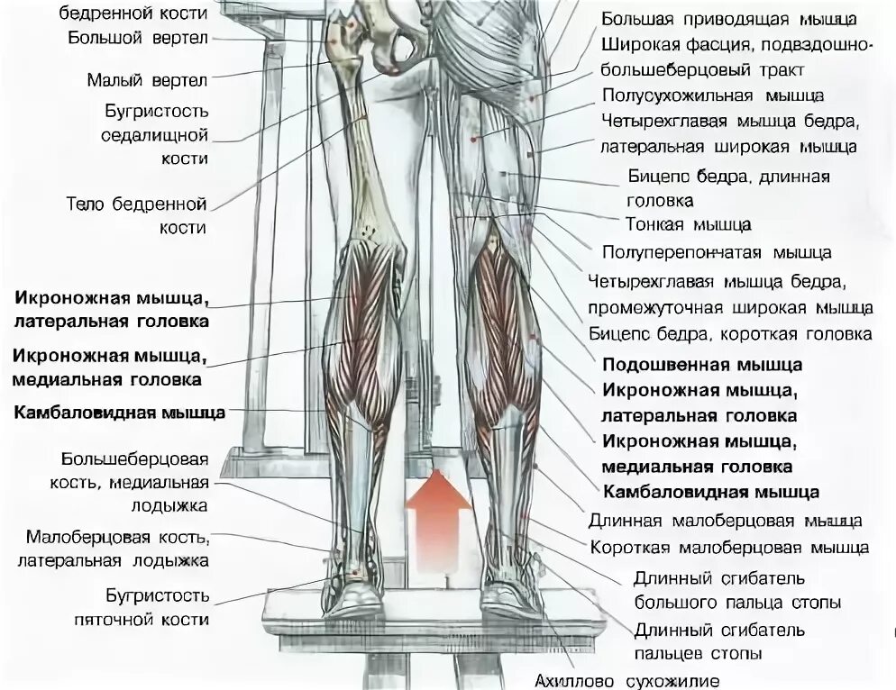 Почему сильно болят икры. Латеральная головка икроножной мышцы функции. Икроножная мышца анатомия. Мышца под икроножной мышцей. Строение голени и икроножных мышц.