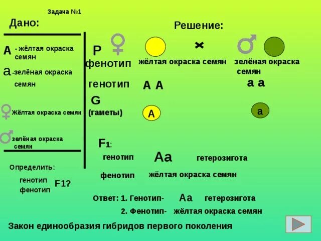 Как найти генотип в задачах. Алгоритм решения задач по биологии. Фенотип и генотип в задачах на генетику. Алгоритм решения задач по биологии 9 класс.