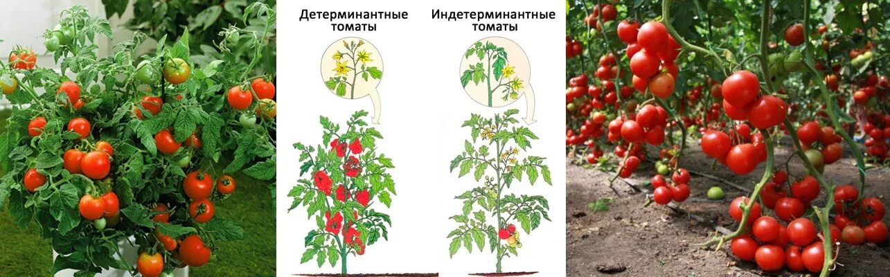 Томат штамбовый король урожайность. Томаты детерминантные низкорослые. Детерминантные сорта томатов что это такое. Индетерминантный сорт f1. Что такое штамбовые и детерминантные сорта томатов.