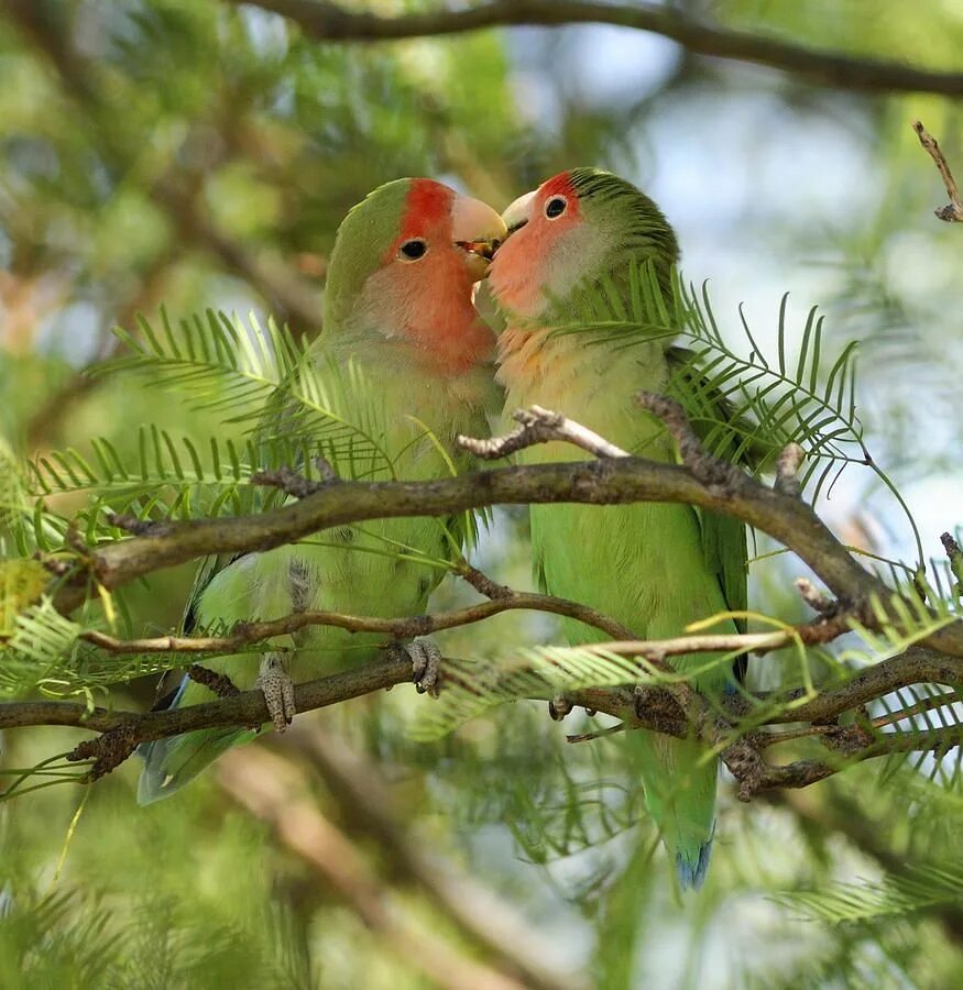 Этих двух птиц не встретишь в природе. Неразлучники попугаи. Попугаи неразлучники в дикой природе. Попугаи неразлучники любовь. Ошейниковый неразлучник.