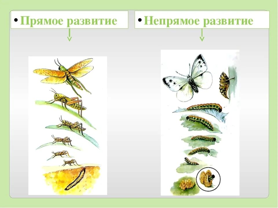 Какой тип развития характерен для кузнечика. Непрямое развитие насекомых схема. Постэмбриональное развитие прямое и Непрямое. Непрямое постэмбриональное развитие схема. Постэмбриональное развитие прямое и Непрямое примеры.