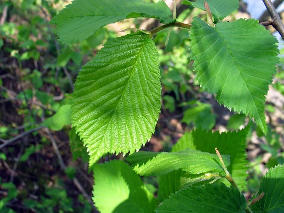 Саженцы лиственных деревьев. Вяз малый (Ulmus Minor). Вяз граболистный. Ulmus Minor листья. Вяз карагач.