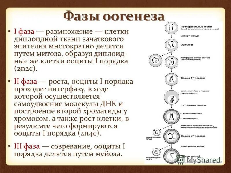 Каким номером на схеме обозначено мейотическое. 1 Фаза оогенеза. 2. Гаметогенез. Сперматогенез. Ооцит 2 порядка мейоз.