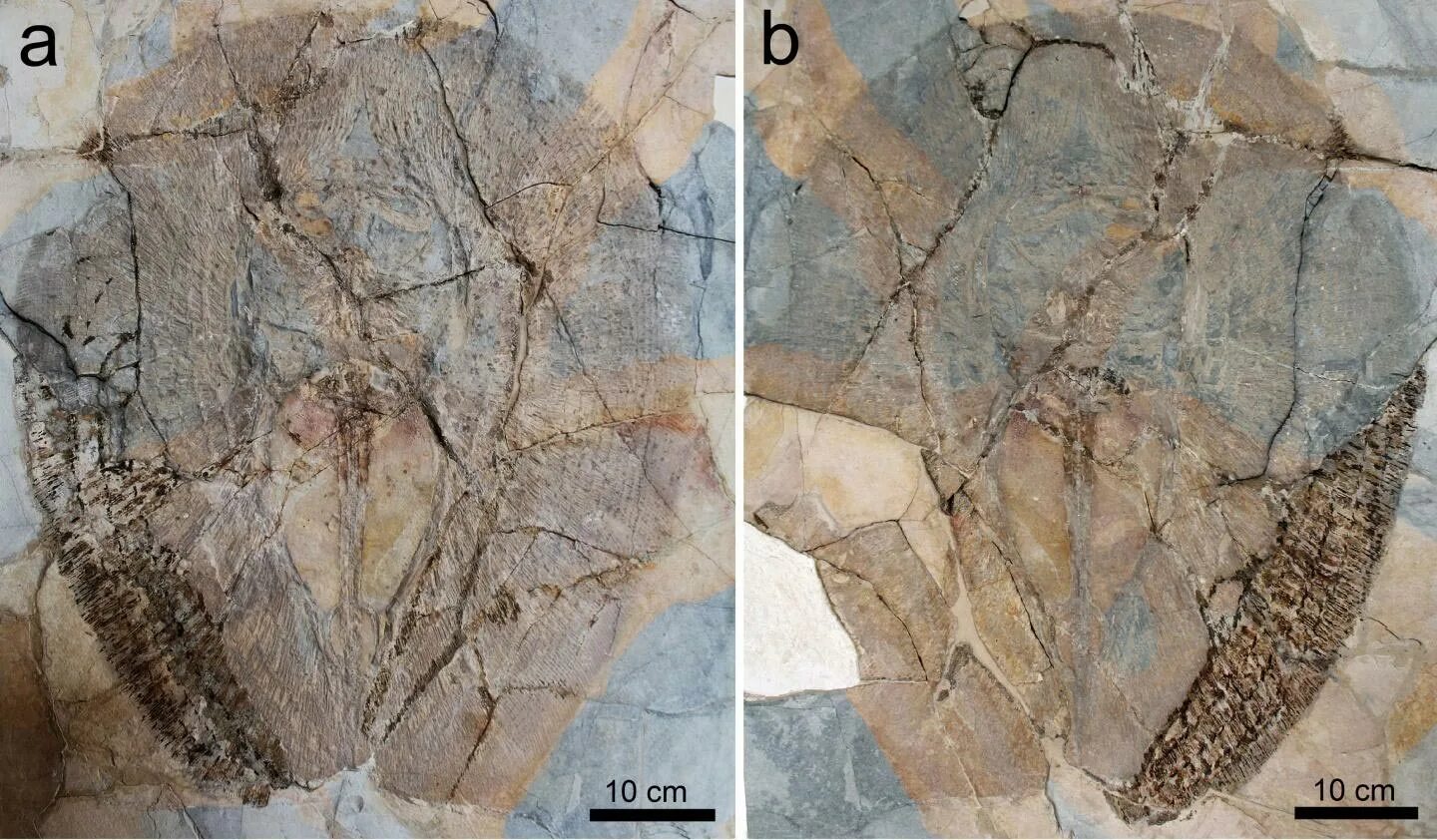 The research team an unusual fossil
