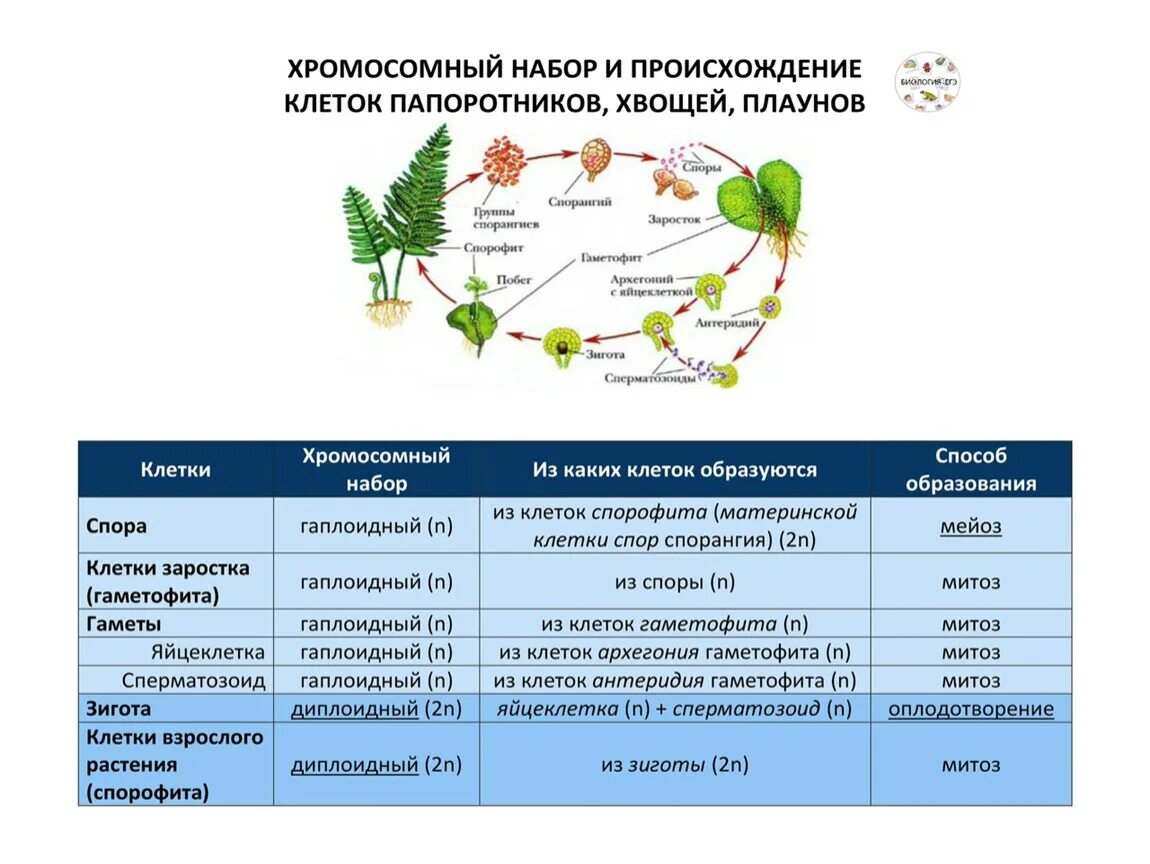 Жизненный цикл папоротника ЕГЭ биология. Жизненный цикл плаунов и папоротников. Жизненный цикл плауна ЕГЭ биология. Жизненный цикл растений папоротник.