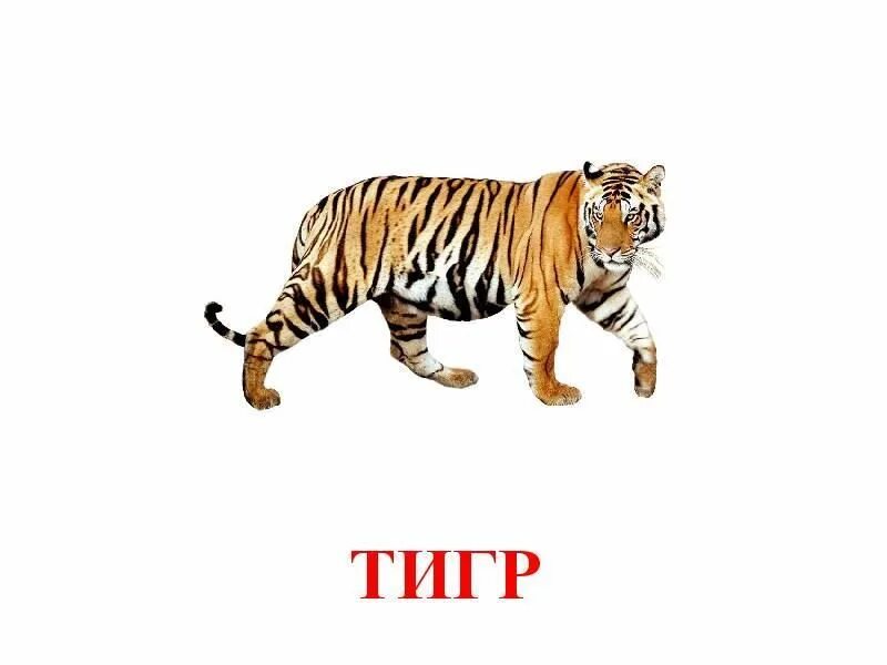 Животные. Карточки с животными для малышей. Лиса, волк, заяц, ёж, медведь, белка. Тигр и зайка. Тигр заяц медведь.