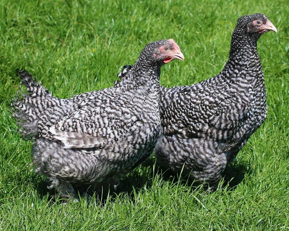 Куры породы маран. Маран. Куры маран отзывы. Маран серебристогривый. Куры несушки маран.