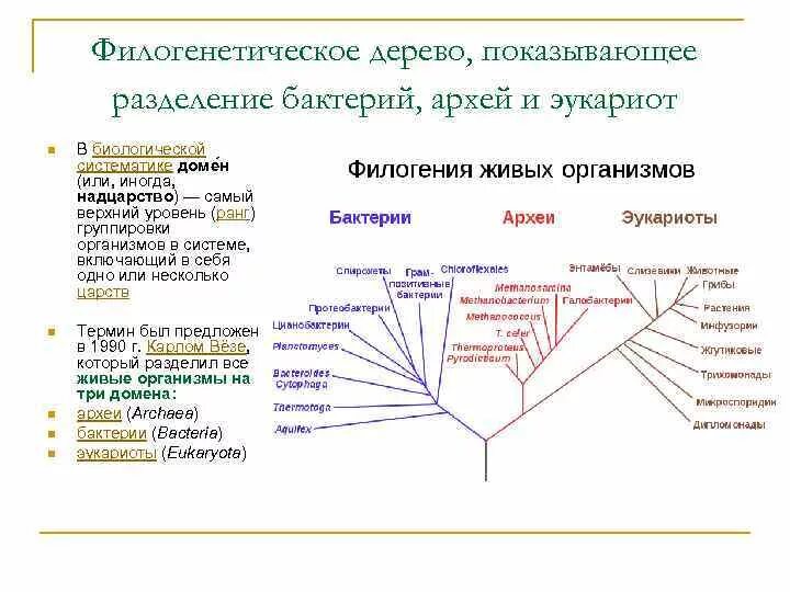 Домен характеристики. Филогенетическое Древо организмов. Филогенетические деревья кладограммы. Филогенетическое дерево бактерий. Филогенетическое Древо схема.