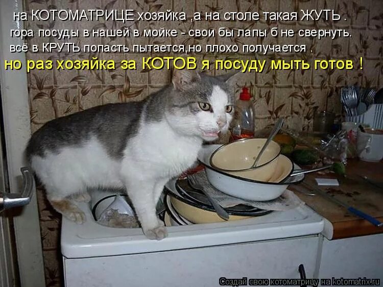 Котоматрица круть. Помой посуду. Все съели гости. Смешная картинка помыла посуду. Пришла в гости выпить