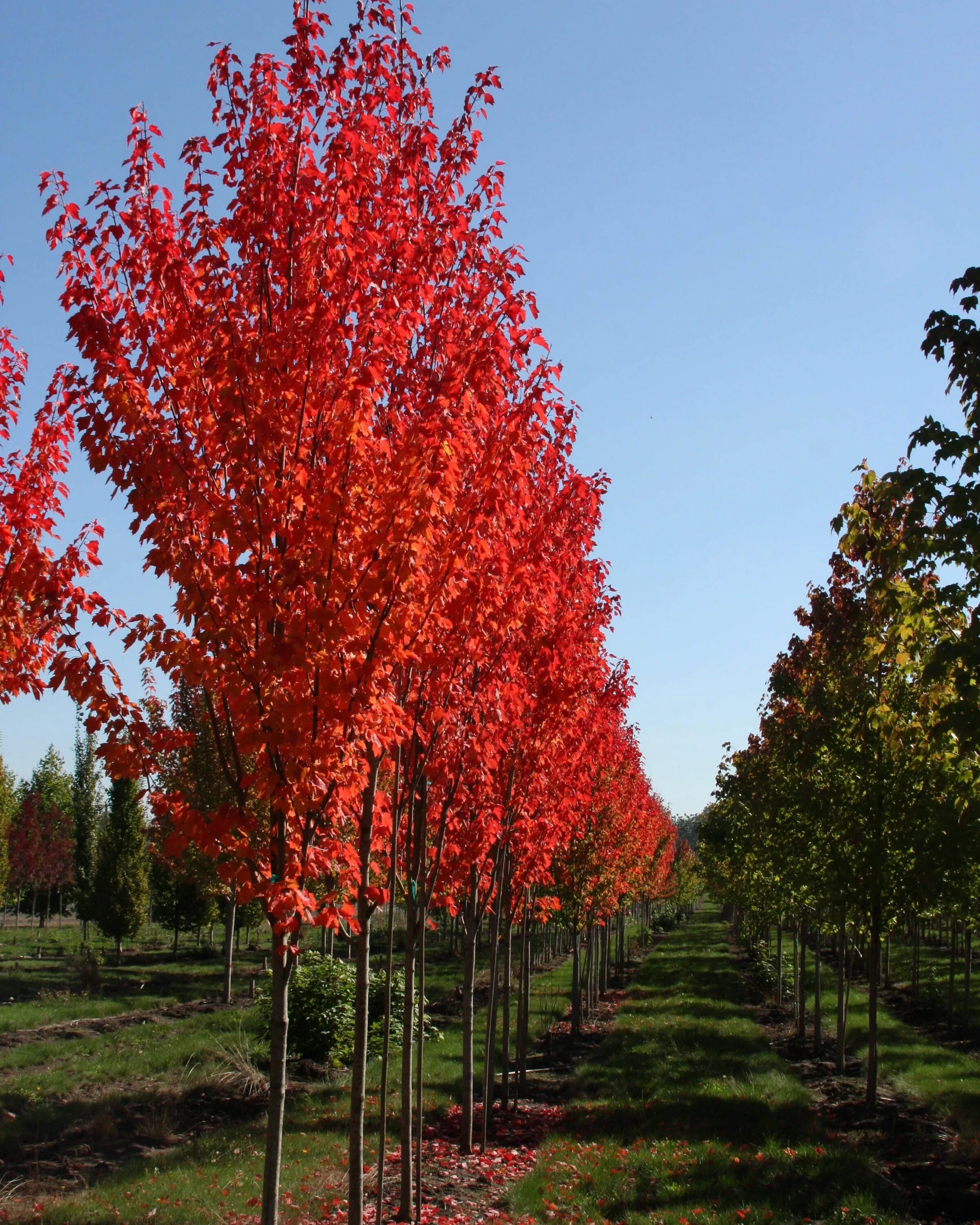 Acer rubrum (клен красный) 'Red Sunset'. Клен красный Acer rubrum. Клен остролистный красный. Клен красный Brandywine.