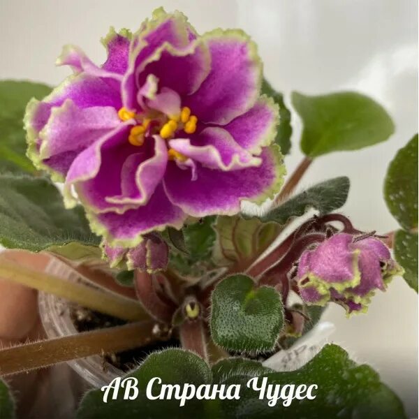 Фиалка ав эльф. Страна фиалок. Фиалка чудо гороховое. Фиалка рондита. Фиалка ав страна чудес.