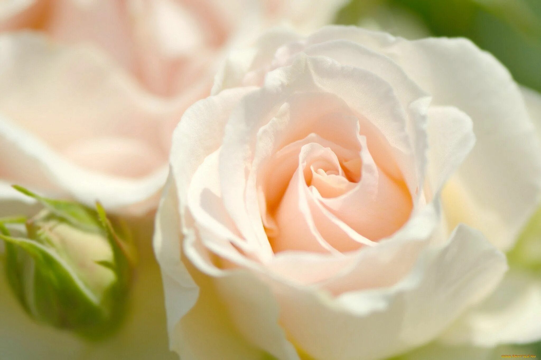 Только показались первые нежно белые головки. Нежные розы. Нежный цветок. Бледно розовые розы.