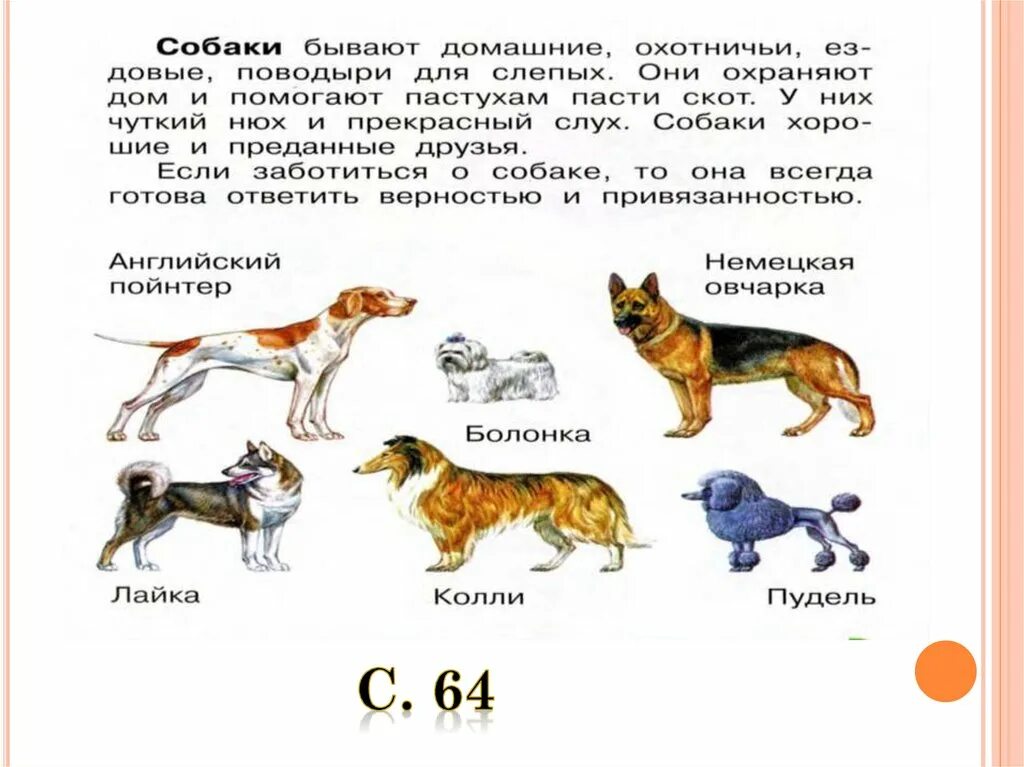 Рассказ о собаке. Собака для презентации. О собаках для детей 1 класса. Собака 1 класс.