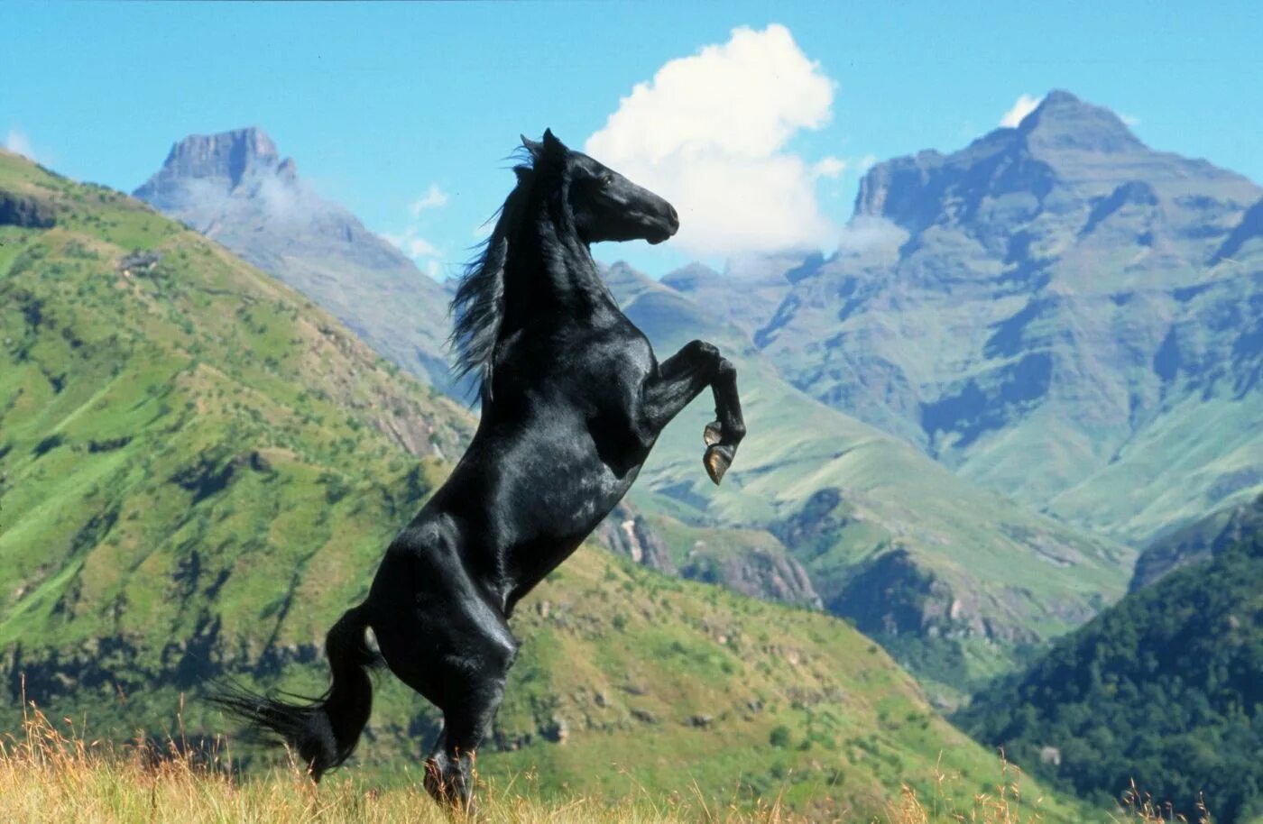 Мустанг конь. Джигит жеребец карачаевской породы. Лошадь породы Мустанг. Карачаевская лошадь Вороная.