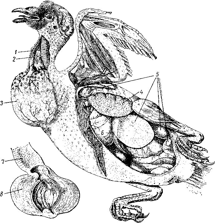 Пищевод зоб. Зоб птицы анатомия. Зоб у птиц. Клоака анатомия попугай.