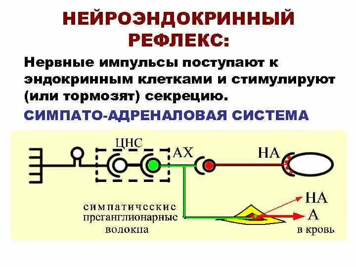 Нервная регуляция осуществляется с помощью нервных импульсов. Нервная регуляция осуществляется с помощью нервных импульсов