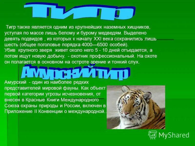 также тигр. также тигр. тигр 2 p. толстые тигры. рассказ про тигра как млекопитающие 1 класс.