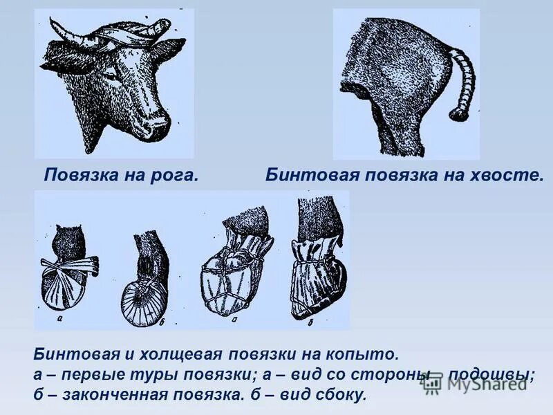 Техника наложения повязок животным. Бинтовые повязки. Бинтовые повязки Ветеринария. Бинтовая повязка на копыто лошади.