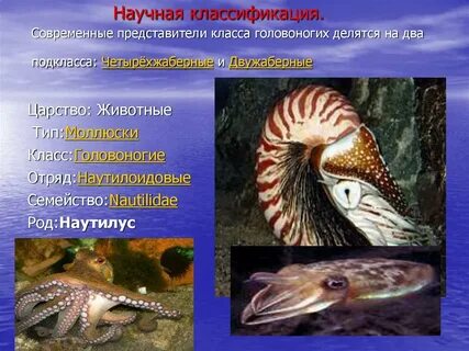 Класс головоногие представители