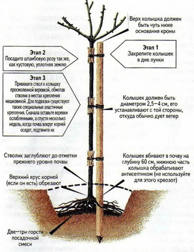 Высота саженца розы 10 см какой высоты. Подвой для штамбовой розы. Посадка штамбовой розы. Саженцы штамбовых роз. Корневая система штамбовой розы.