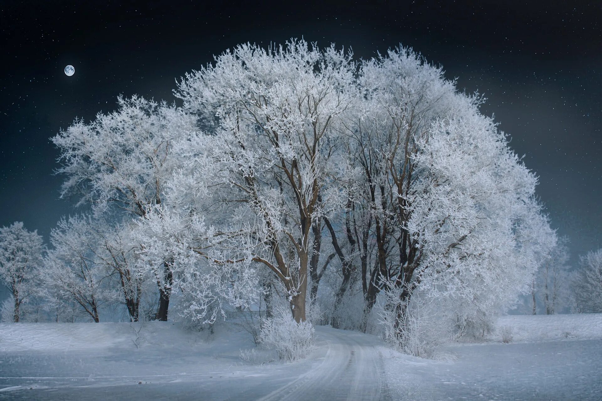 Снежный день на русском. Деревья в снегу ночью. Зима картинки. Снежные деревья ночью. Зима ночь.