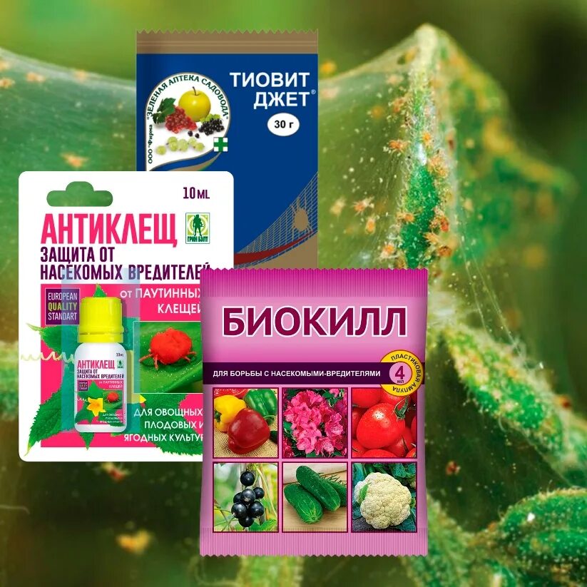 Против паутинного клеща препарат. Препараты от паутинного клеща на комнатных растениях лучшие. Биопрепараты для защиты растений от паутинного клеща. Средство от паутинных клещей. Эффективные препараты от клеща