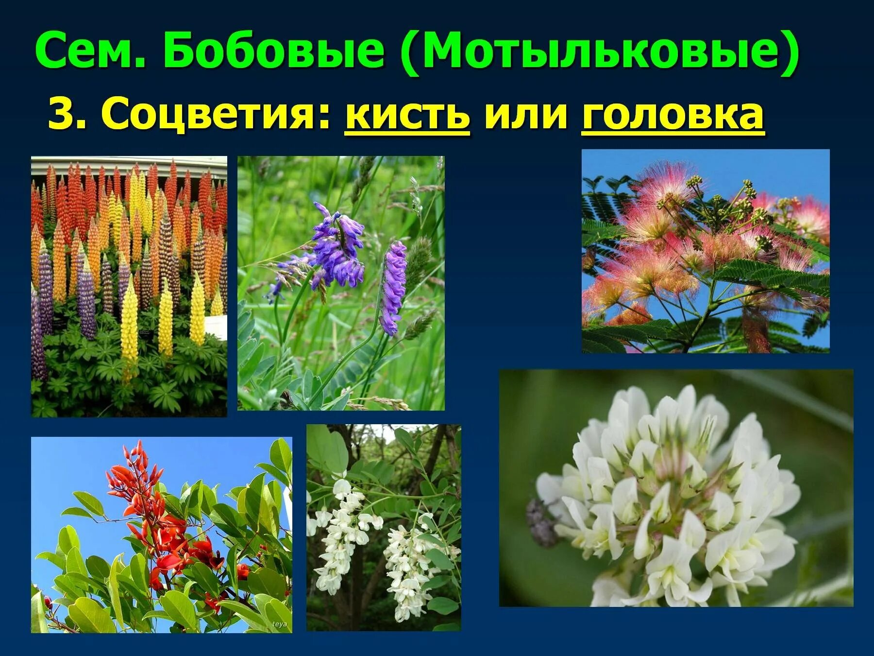 Соцветие мотыльковых растений. Соцветие мотыльковых растений. Соцветие мотыльковых растений. Покрытосеменные двудольные бобовые. Тип соцветия семейства мотыльковые.