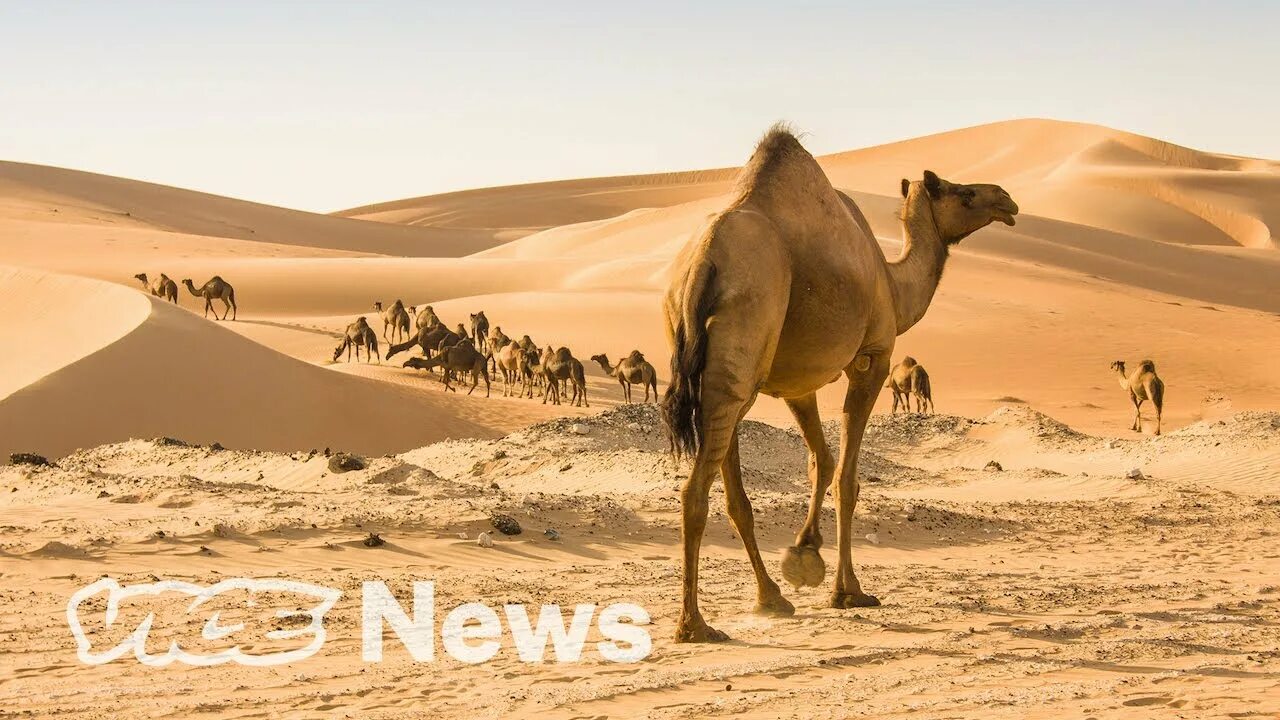 Camel f