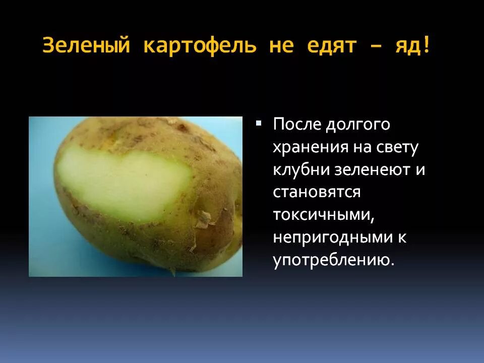 Соланин в клубнях картофеля. Клубень картофеля на свету. Позеленевшие клубни картофеля. Зеленый картофель соланин. Почему картошке можно