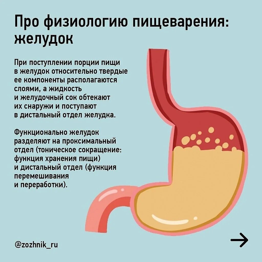 Что делать если желудок не. Желудок и желудочный сок.