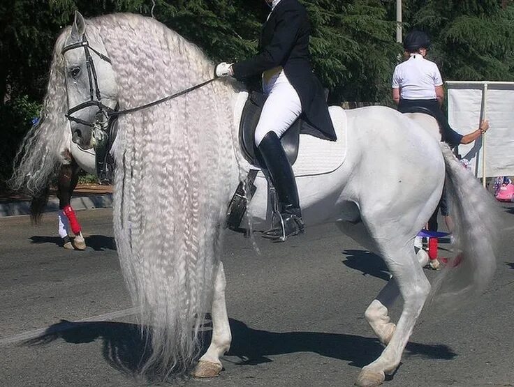 Андалузская лошадь с длинной гривой. Maxsmeagol 3д horse. Д конский. Меноркин порода лошадей. Horsewalk модель.