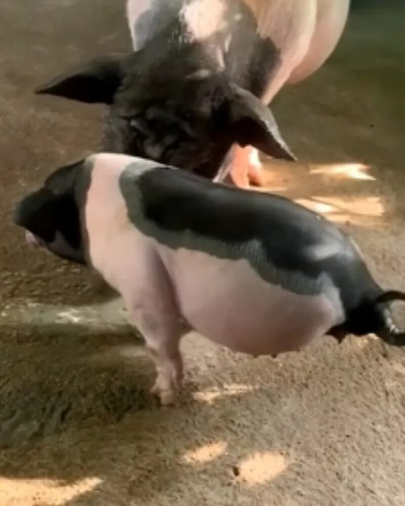 Совершенная свинья. Совершенная свинья. Свинья в туфлях. Большие свиньи. Свинья в костюмчике.