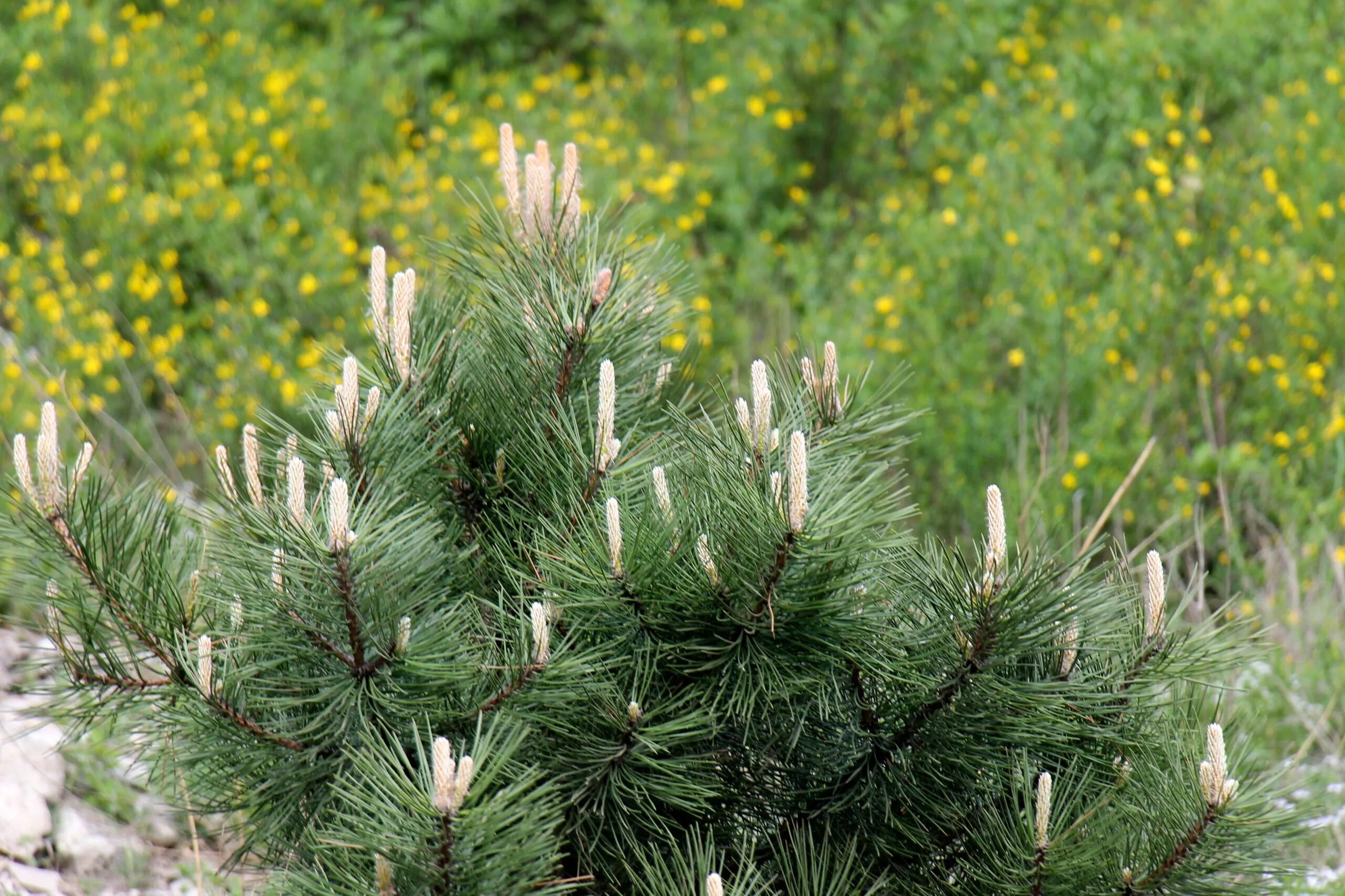 Малая хвойная. Сосна обыкновенная монгольская. Pinus Sylvestris молодая. Сосна обыкновенная Омск. Молодые сосны.