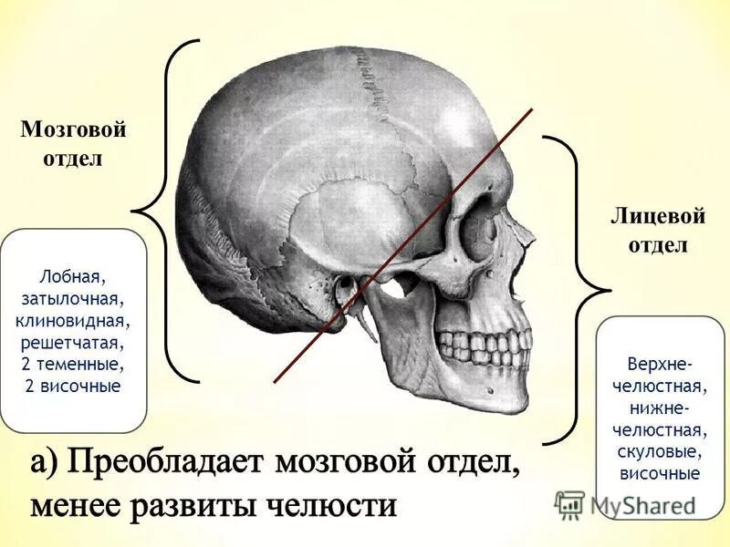 Скелет головы особенности. Кости черепа мозговой отдел и лицевой отдел. Строение черепа человека мозговой и лицевой отделы. Скелет головы череп мозговой и лицевой отделы. Анатомия головы кости черепа.