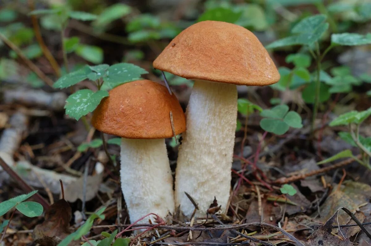 подосиновик белый (leccinum percandidum). съедобные грибы подосиновик. гриб осиновик белый. подосиновик трубчатый. подосиновик альбинос.