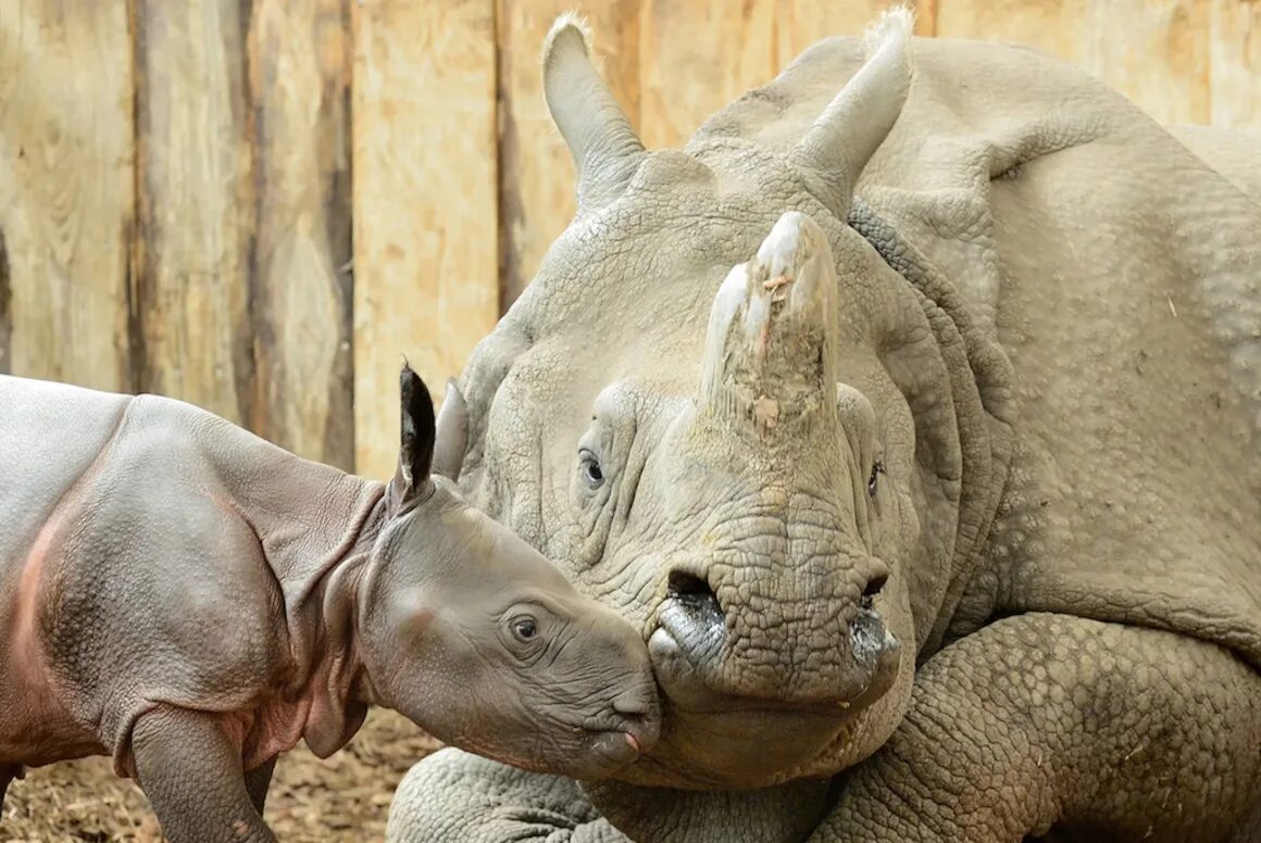 Берлинский зоопарк носорог. Детеныш носорога.