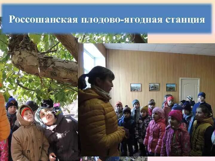 Плодовая станция. Ягодная станция россошь. Усадьба загорье. Нижнегорский плодопитомник саженцы. Дендрарий крапивенского лесхоза-техникума.