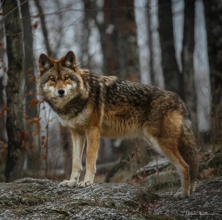 Среднерусский Лесной волк. Макензийский волк. Сибирский рыжий волк. Макензийский Равнинный волк.