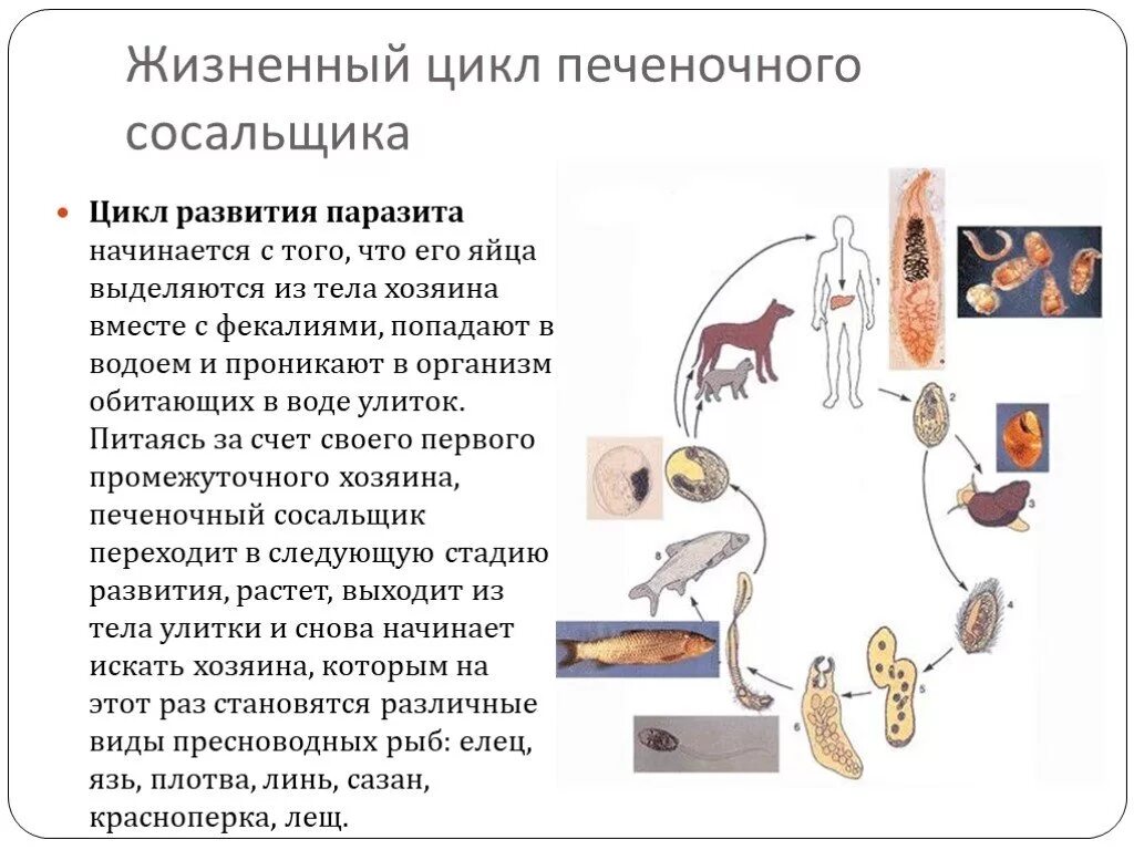 Цикл развития бычьего цепня биология. Способы заражения печеночным сосальщиком. Жизненный цикл печеночного сосальщика. Циклы развития плоских червей бычий цепень. Моллюски промежуточные хозяева паразитических червей.