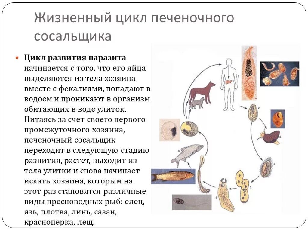 Цикл развития печеночного сосальщика. Цикл развития паразитических червей схема. Схема развития печеночного сосальщика. Жизненный цикл плоских червей паразитов. Последовательность жизненных стадий печеночного сосальщика