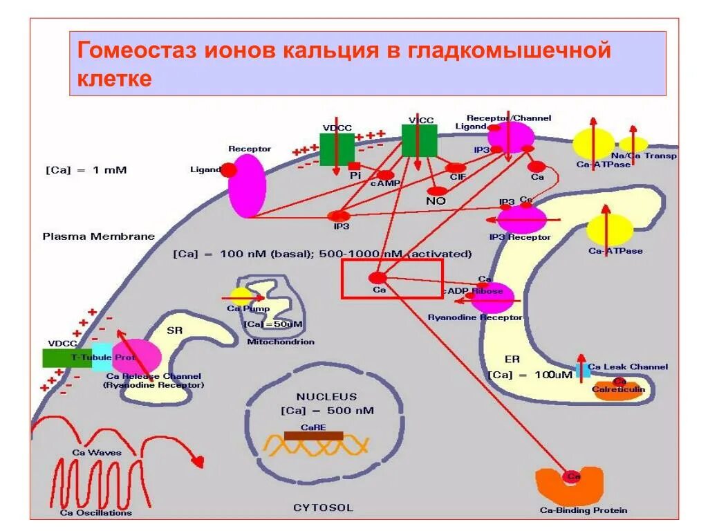 Нарушает гомеостаз. Клеточный гомеостаз. гомеостаз клетки. гомеостаз схема. нарушение гомеостаза.