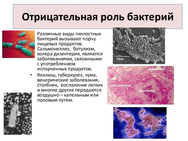 Вред наносимый бактериями. Вредные бактерии. Полезные и вредные микроорганизмы. Вредные бактерии для человека. Микробы вредные для человека.