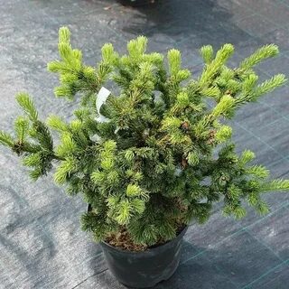 Picea pungens lucky
